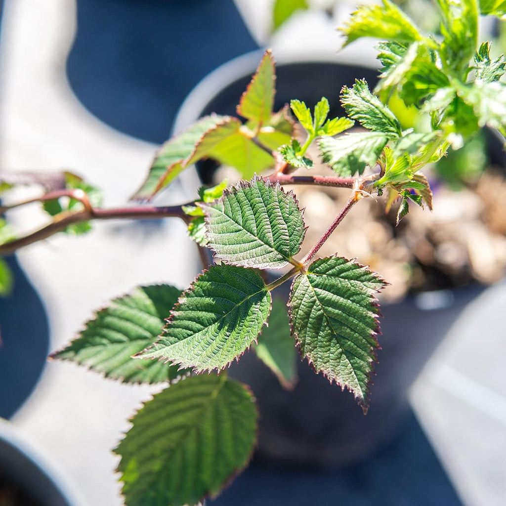 Thornless BlackBerry Bush 1 Gal. Pot O44061