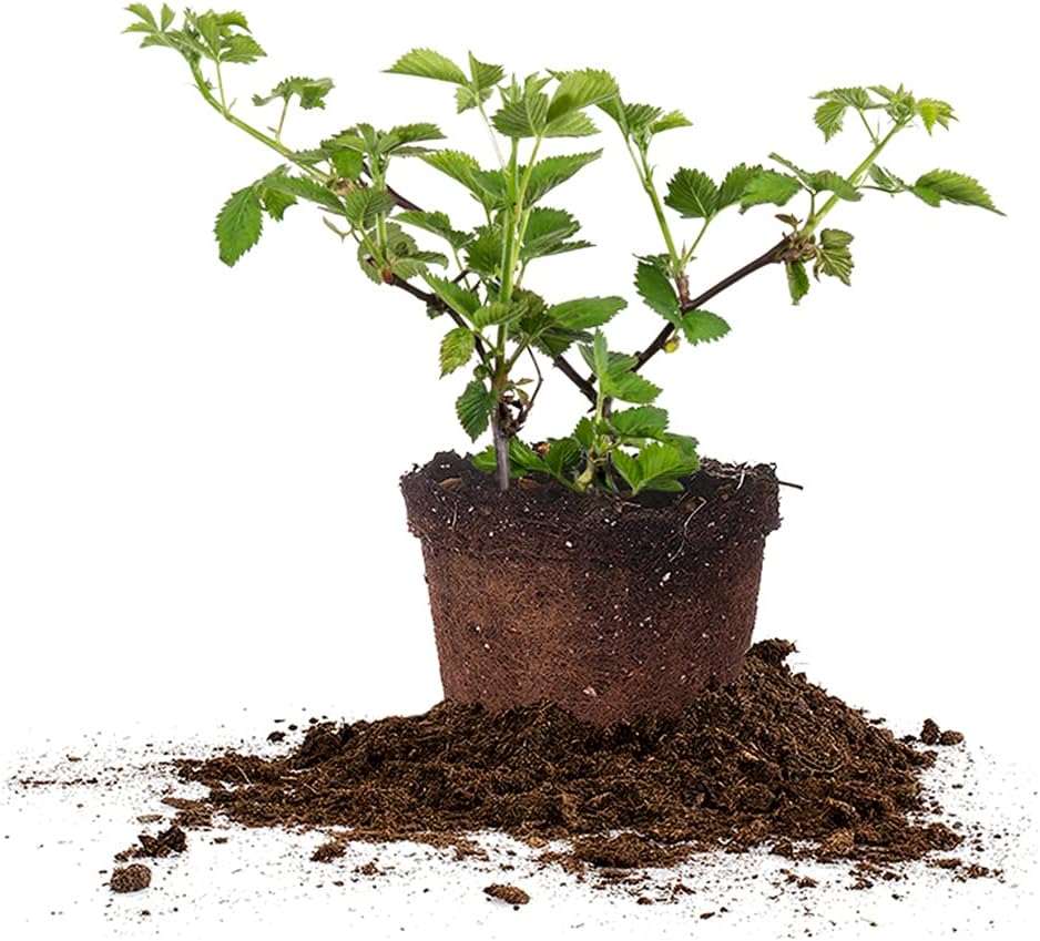 Thornless BlackBerry Bush 1 Gal. Pot O44061