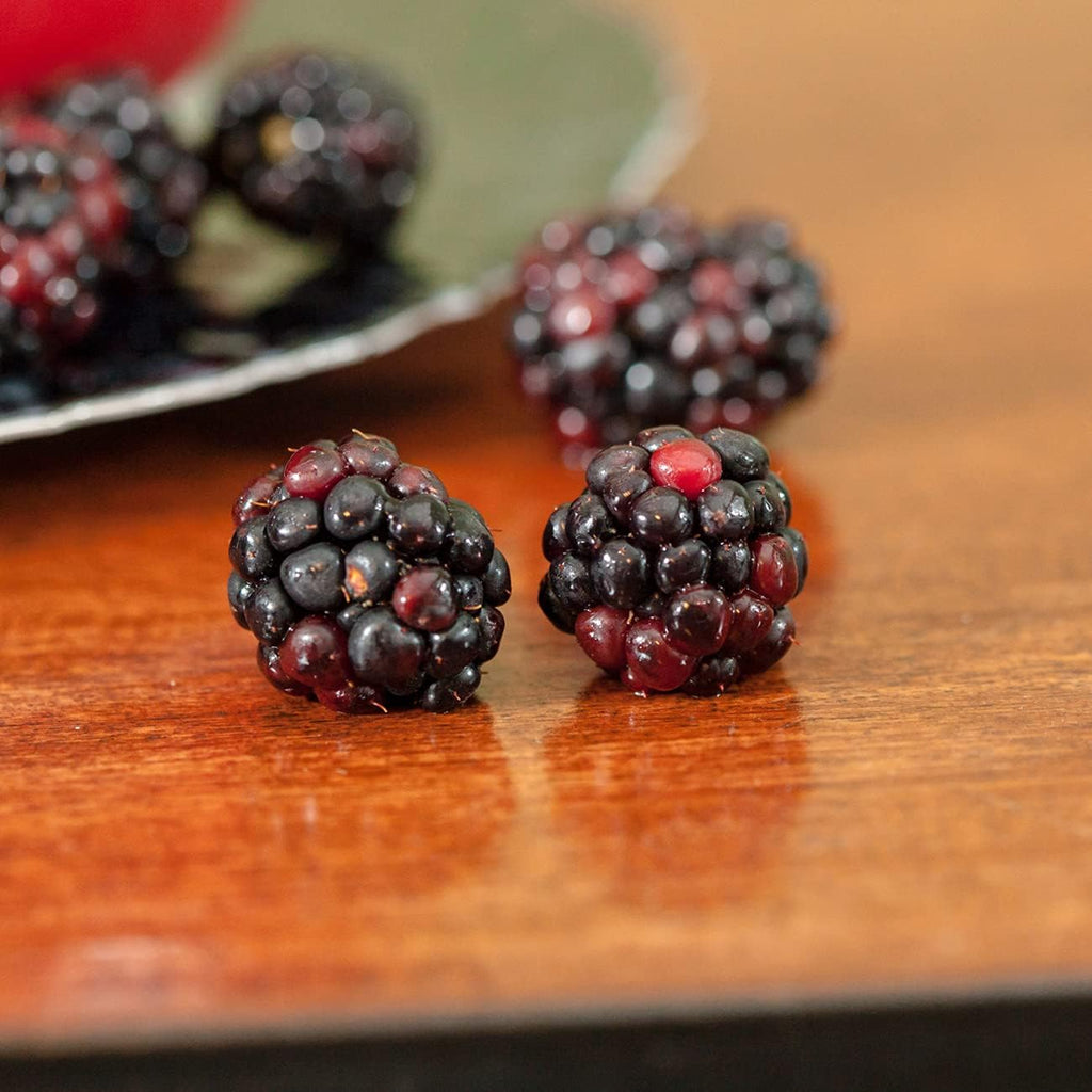 Thornless BlackBerry Bush 1 Gal. Pot O44061
