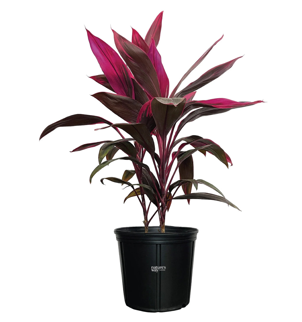 Red Sister Ti Plant Live Plant 25-30 in. Tall in Grower Pot T970