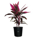 Red Sister Ti Plant Live Plant 25-30 in. Tall in Grower Pot T970