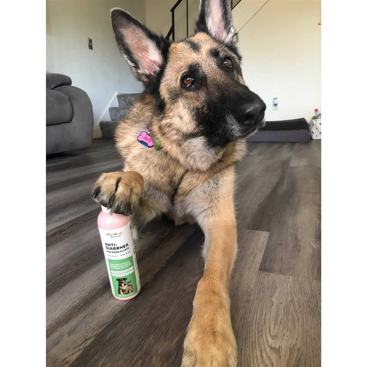 Anti-Diarrhea for Dogs & Cats Z158