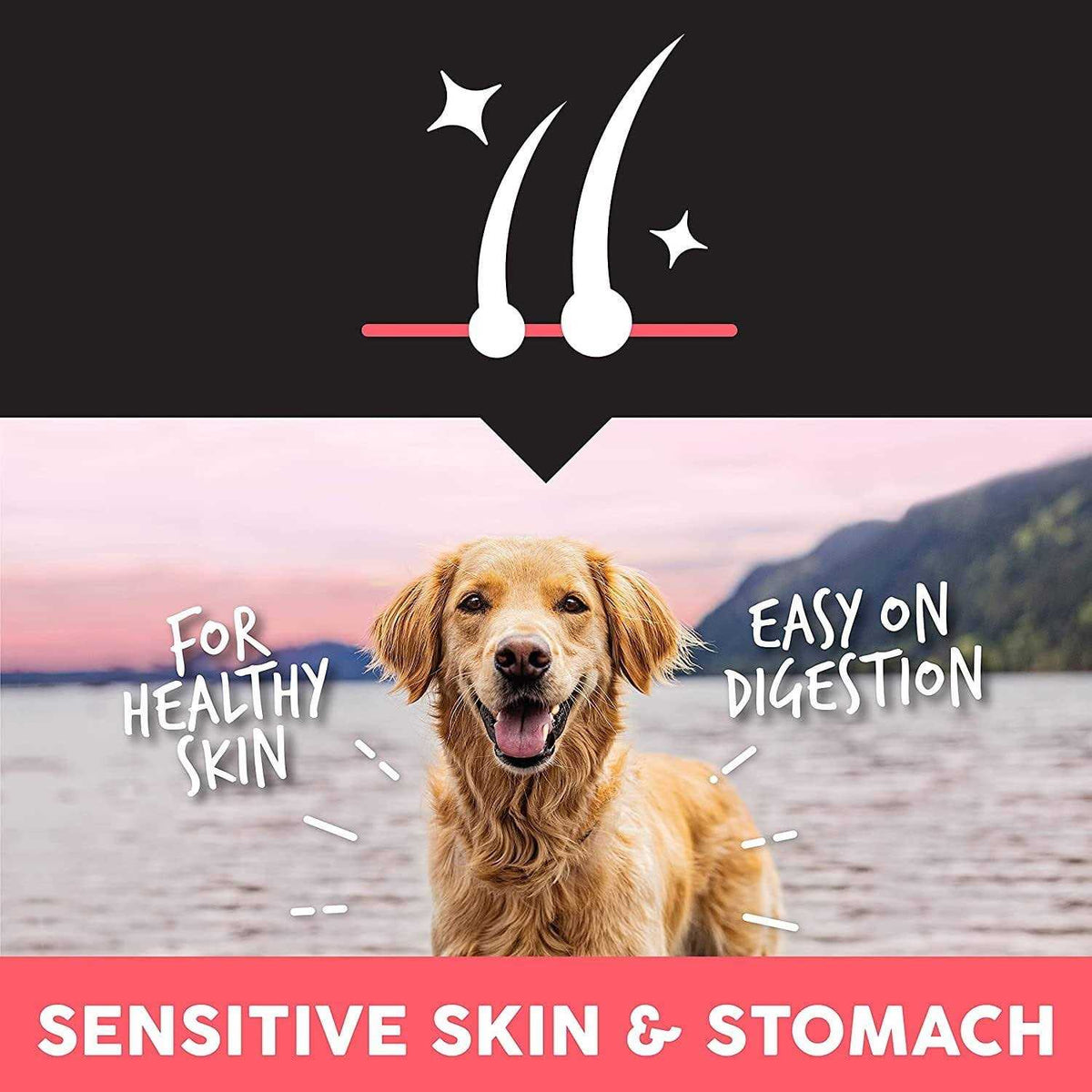 Sensitive Salmon Dry Dog Food B247