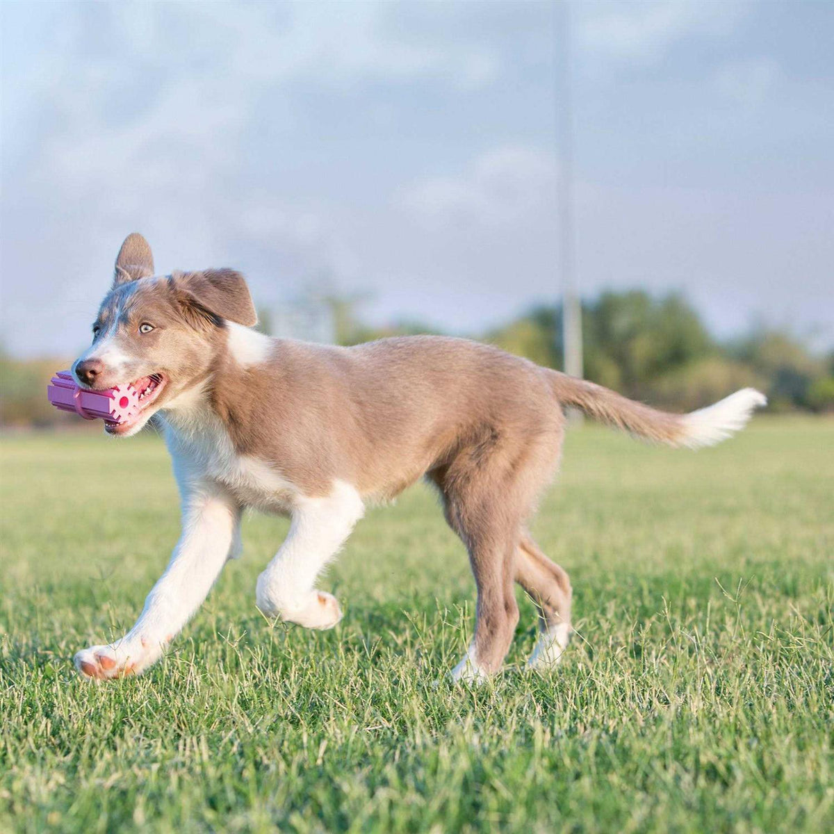 Dog Toy Puppy Teething Stick H90569