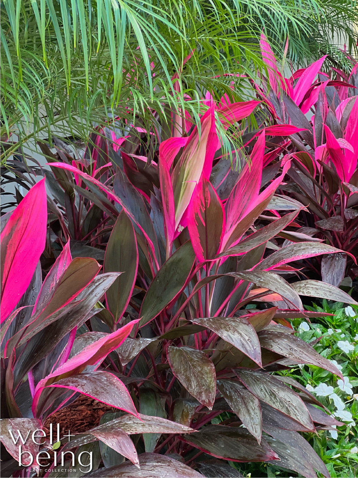 Red Sister Ti Plant Live Plant 25-30 in. Tall in Grower Pot T970