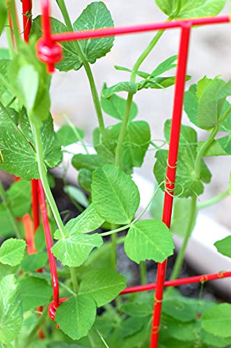 Expandable Tall Pea Trellis for Climbing Plants, 9'-8" L x 37" H - Green T162
