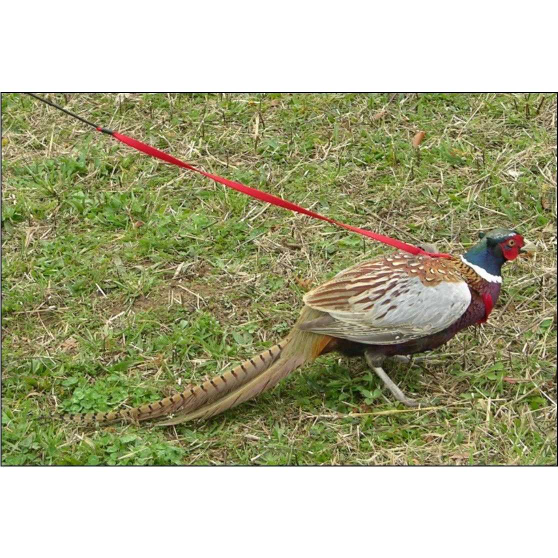 Bird Harness and Leash U840162