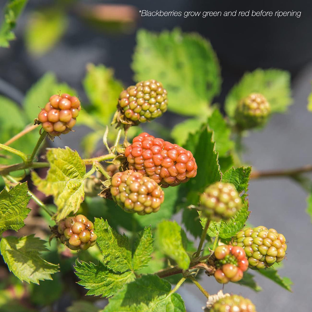 Thornless BlackBerry Bush 1 Gal. Pot O44061