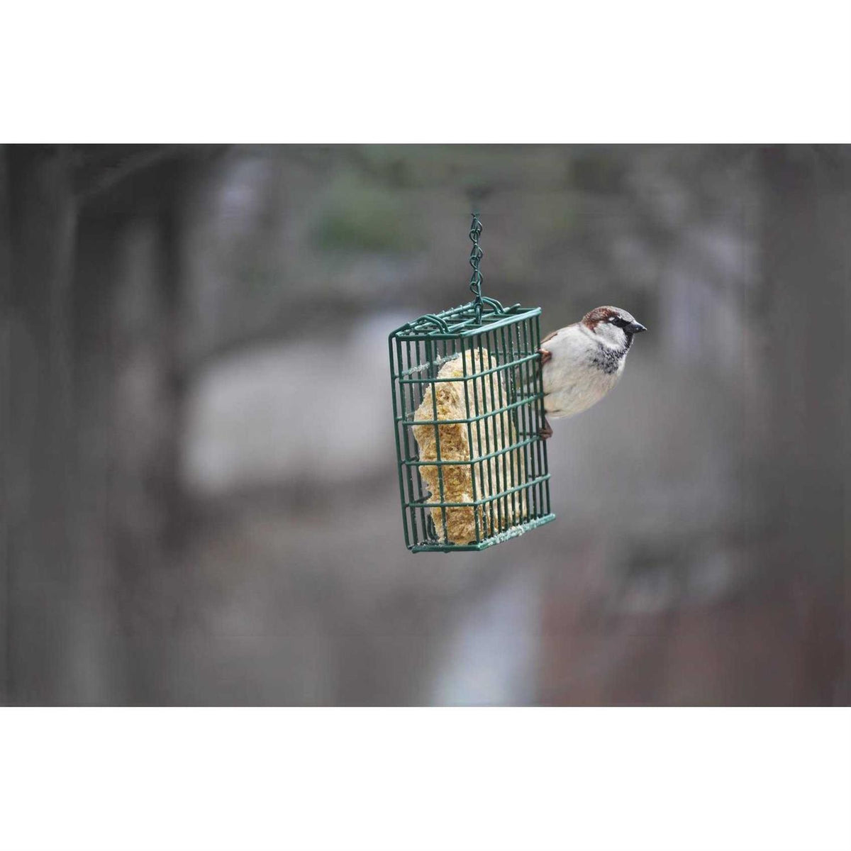 Mealworm Suet Dough U65400