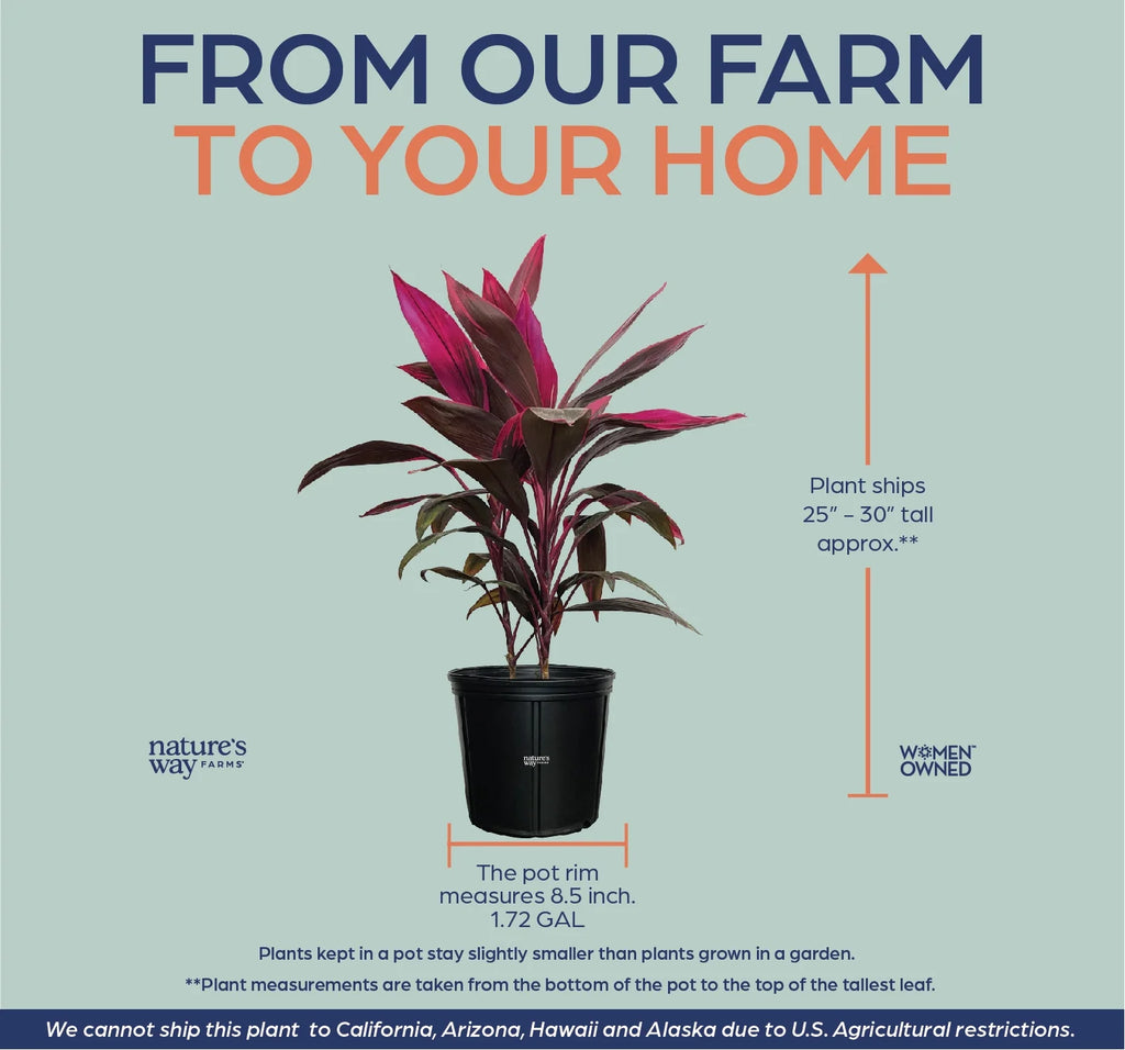 Red Sister Ti Plant Live Plant 25-30 in. Tall in Grower Pot T970