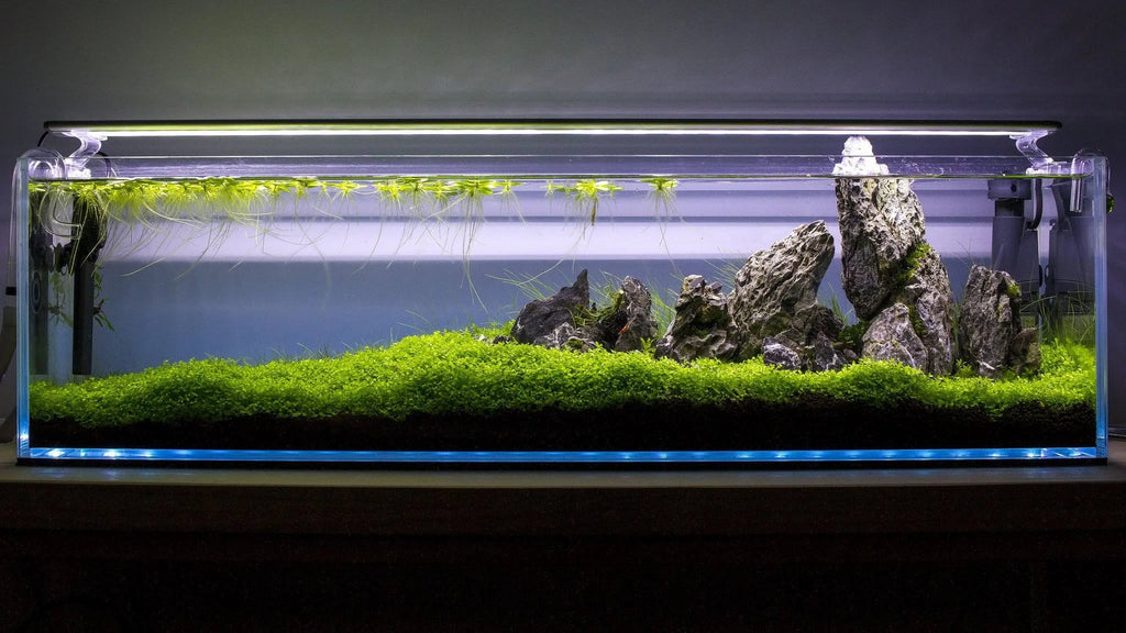 High Clarity Glass Bookshelf Style Aquarium K938