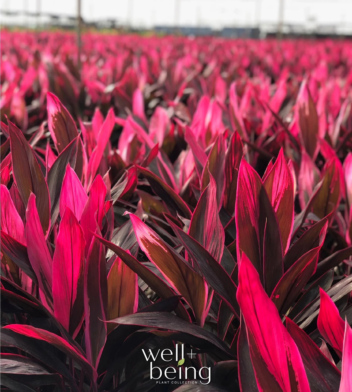 Red Sister Ti Plant Live Plant 25-30 in. Tall in Grower Pot T970