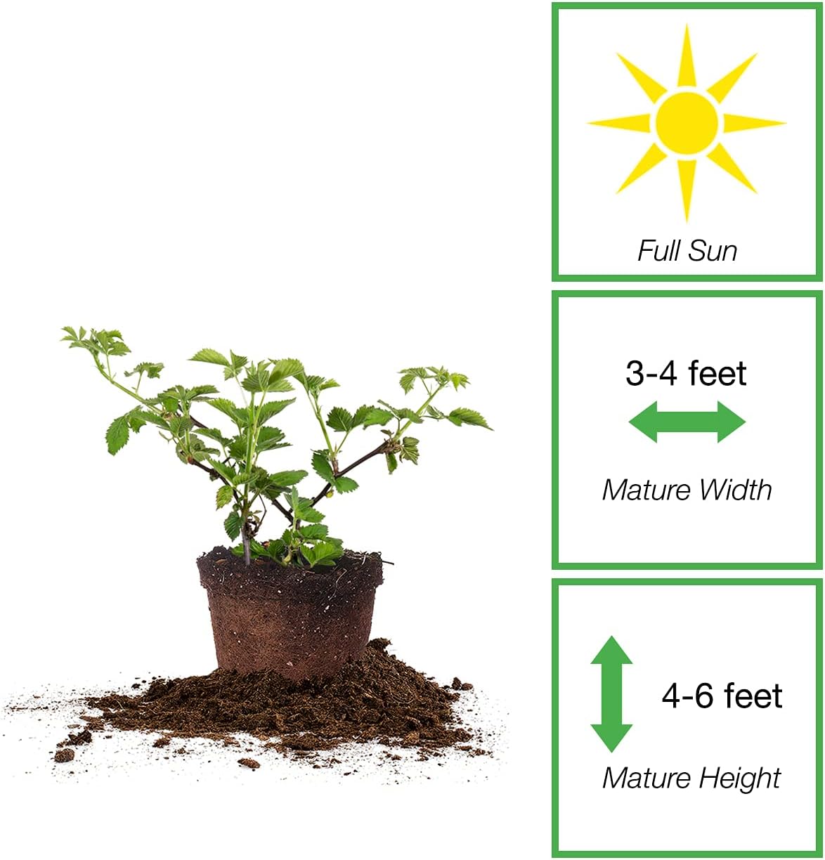 Thornless BlackBerry Bush 1 Gal. Pot O44061