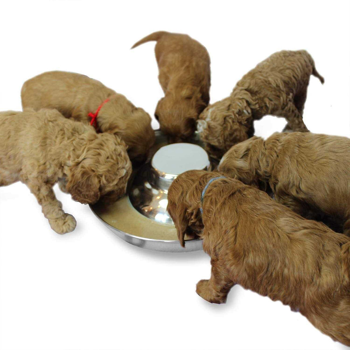 Stainless Steel Puppy Feeding Food and Water Bowls Z4698