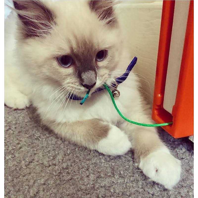 Cat Toy A101