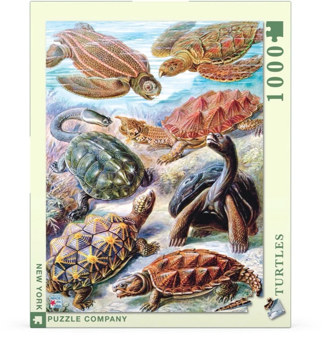 Turtles Y949