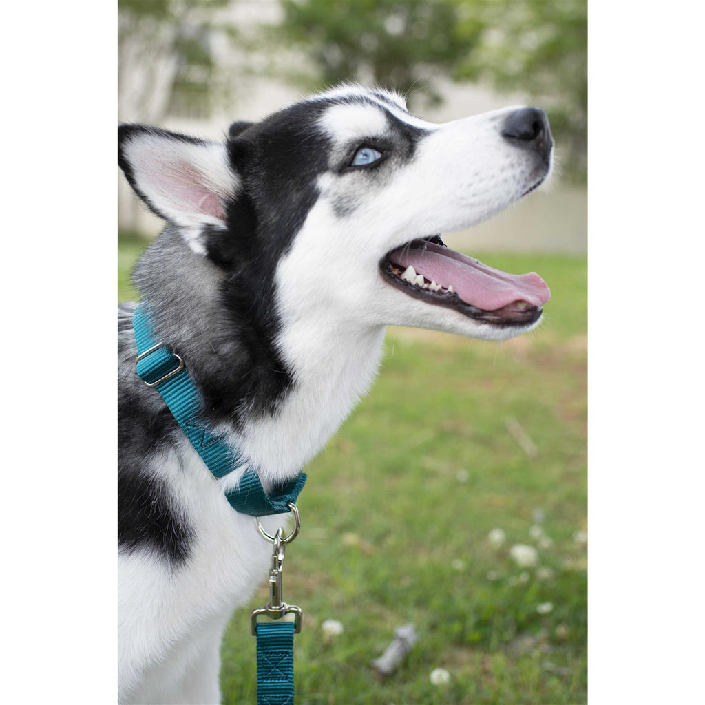 Nylon Dog Collar X802096