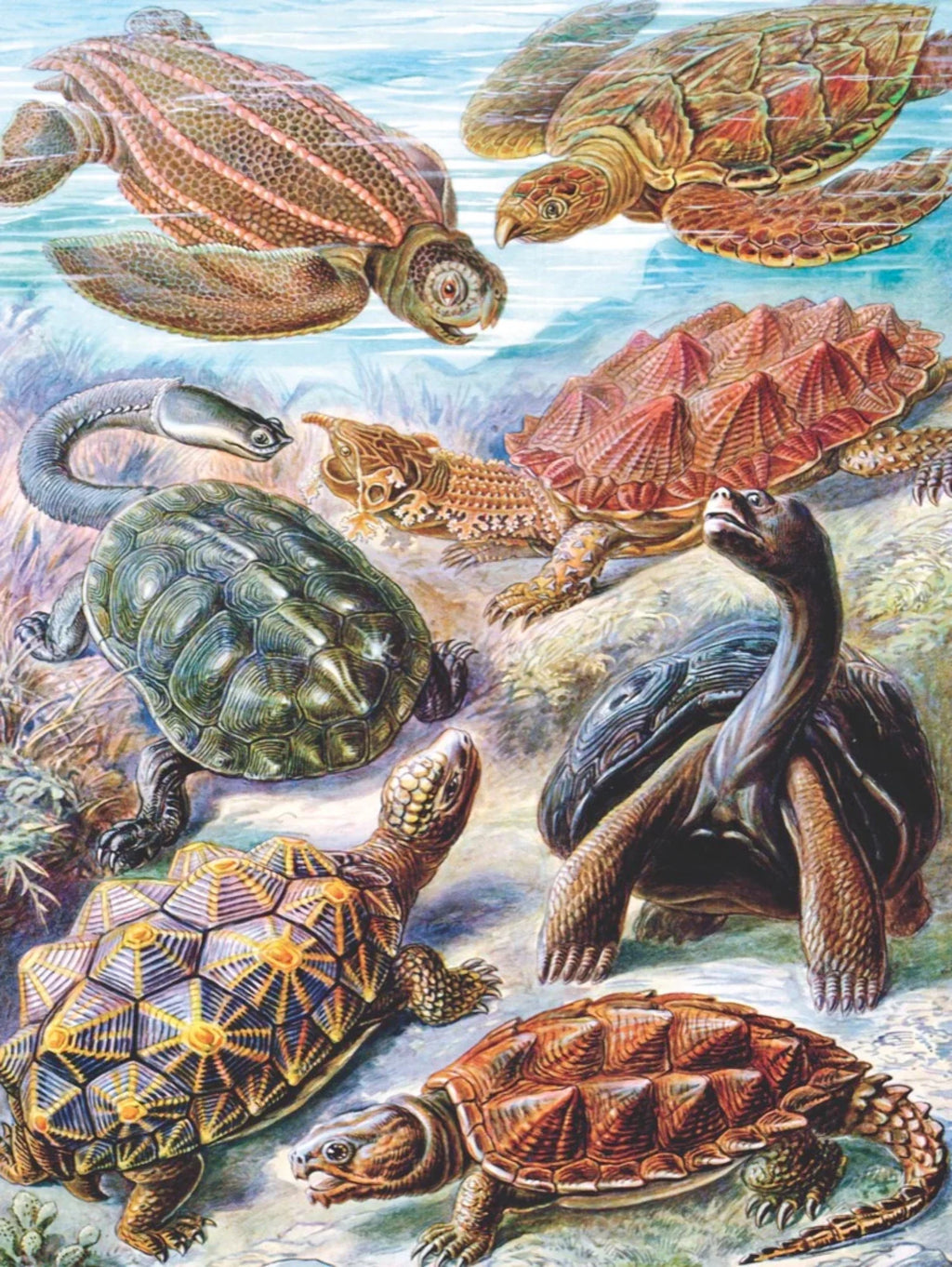 Turtles Y949