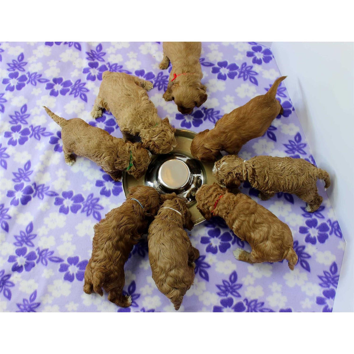 Stainless Steel Puppy Feeding Food and Water Bowls Z4698
